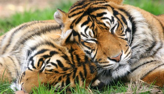 Tigres _1